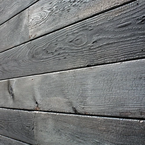 Modrzew syberyjski Palona Elewacja